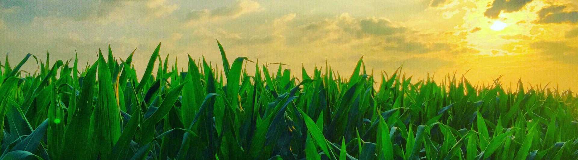 Wisconsin Agricultural Helicopter Services